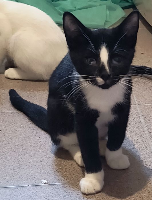 Kociaki do adopcji. Ostoja Mruczków