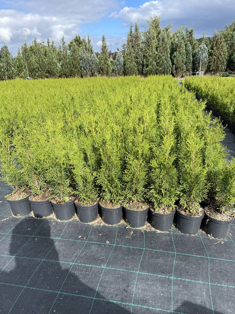 Thuja ’ Smaragd ’ - Żywotnik zachodni ,, szmaragd " 50cm  tuja