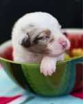 Owczarek australijski suczka red merle