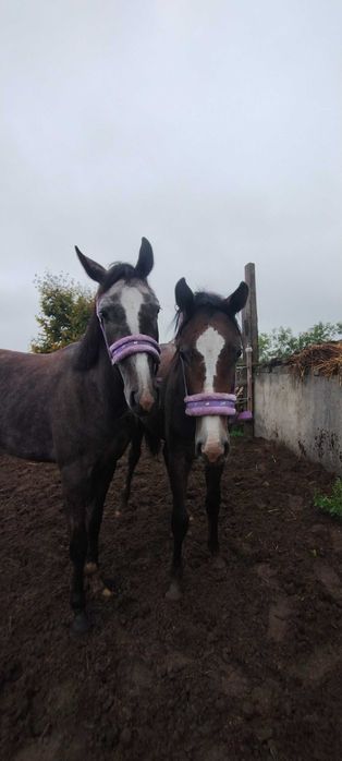 Klacze sp pełne siostry