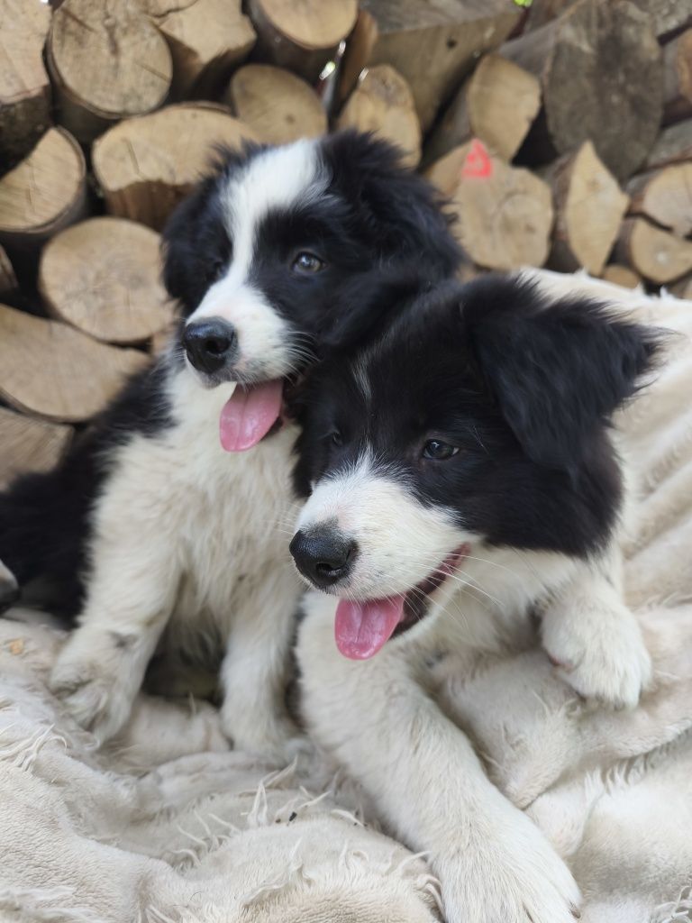 Border collie samiec