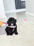 Unikatowe Dziewczynka Maltipoo