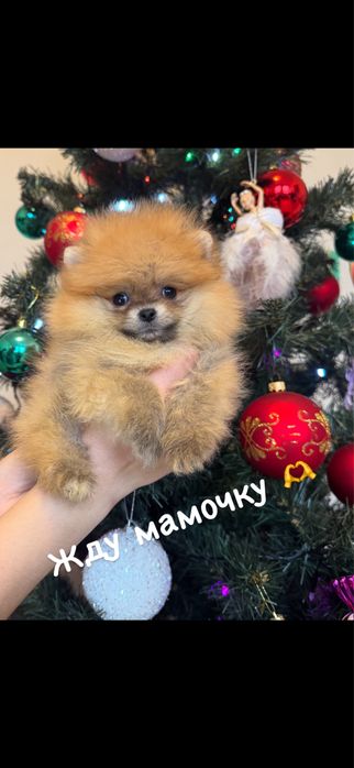 Померанский шпиц мальчик