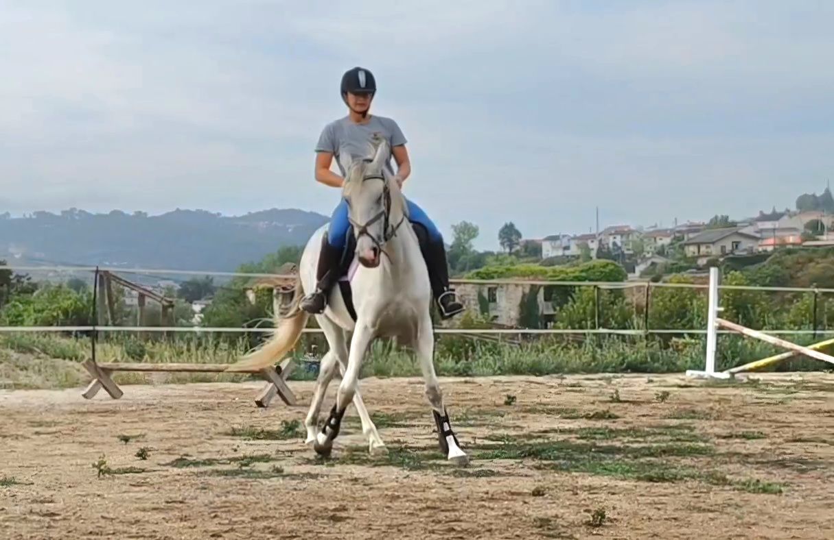 Égua 7 anos salta bem
