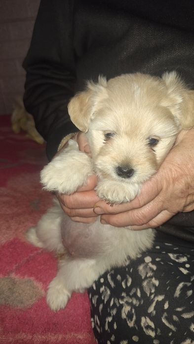 Дівчинка в добрі руки