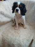Cavalier King Charles Spaniel !