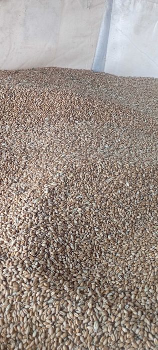 Pszenica ozima /jara