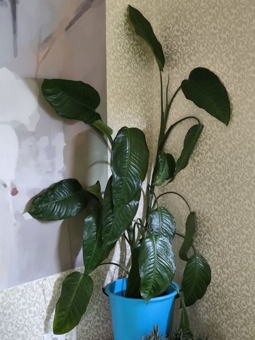 Дифенбахія. Кімнаті рослини.