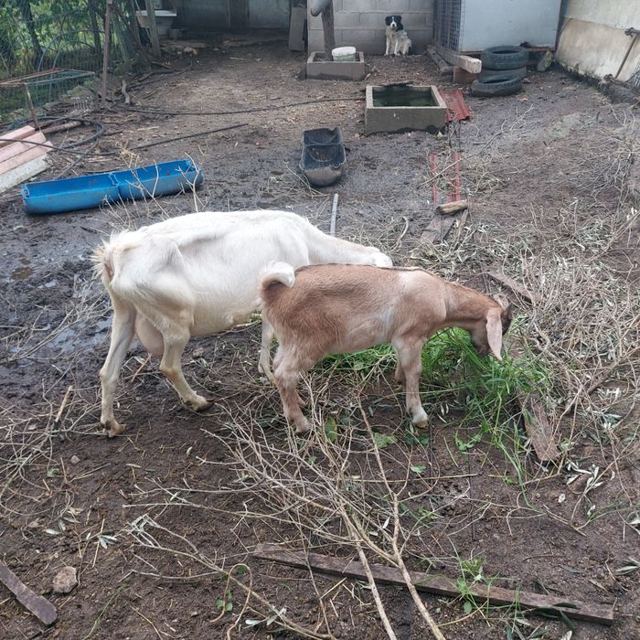 Cabra boa raça com filho