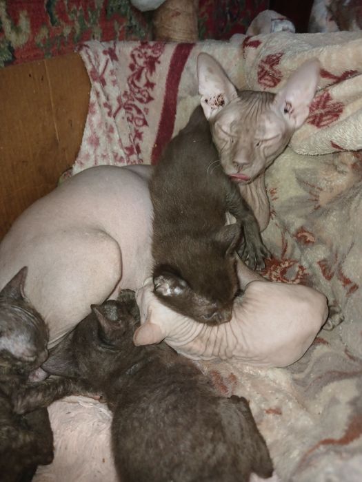 Продаются Донской сфинкс котята