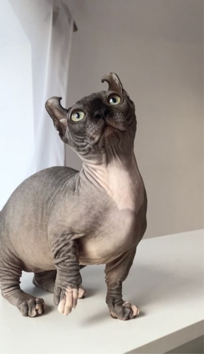 Двельф хлопчик 5 міс