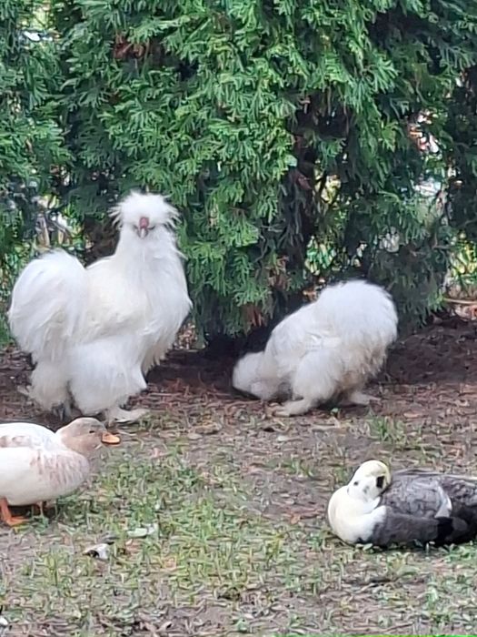 Kury , kaczki , gołąbki diamentowe zmienią woliere