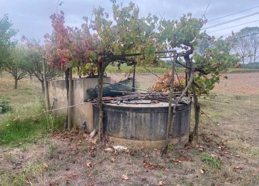 Terreno Agrícola com Poço, Furo e Árvores de Fruto – 5,000 m² +-