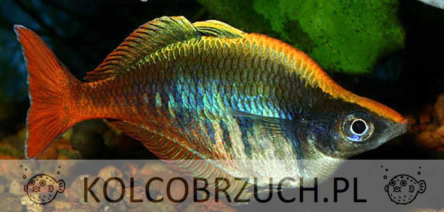 Tęczanka Blehera - Chilatherina bleheri - wysyłka, dowóz