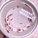 Pack 30 camarões neocaridina Red Cherry