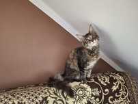 Maine coon kocięta
