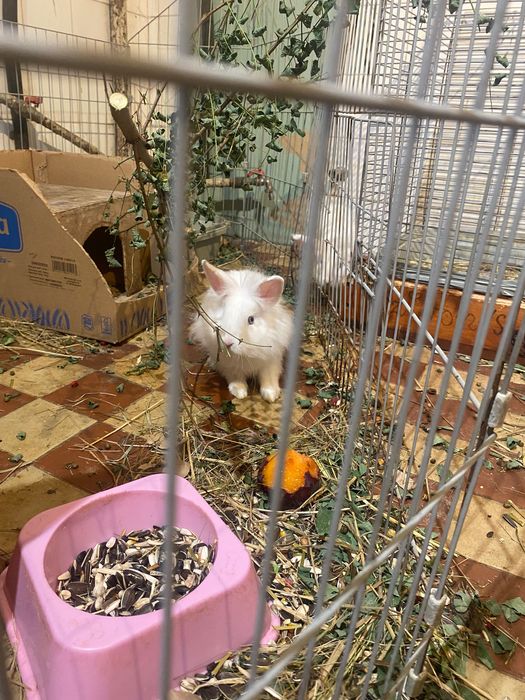 Miniaturki białe samce