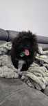 Shihpoo piesek czarny