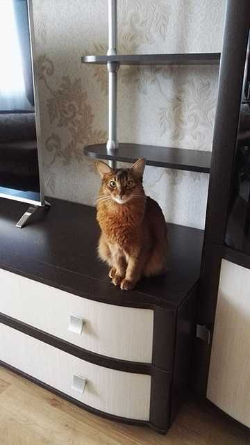 Абиссинские котята полу длиники