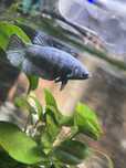 Peixe Betta fêmea