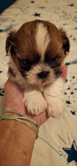 Sliczny piesek shih tzu trikolor