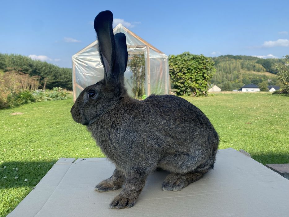 Króliki samce 7 miesięczne.