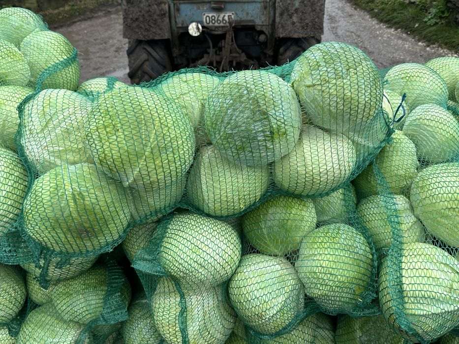 Капуста велика сорт агресор