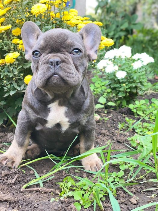 Цуценята французького бульдога