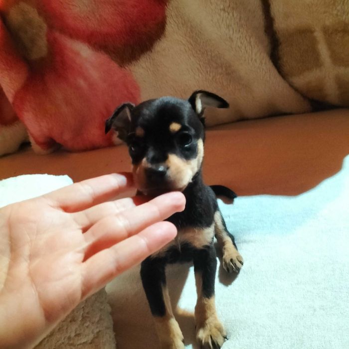 Pinscher macho belíssimo