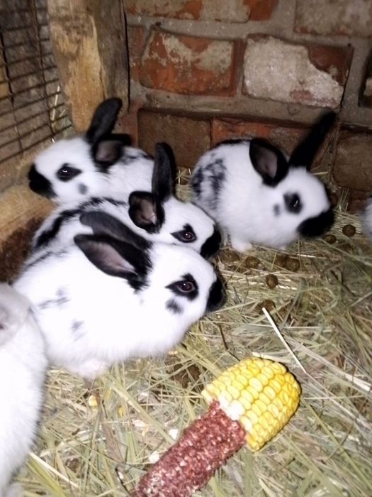 Продам Кроликов.