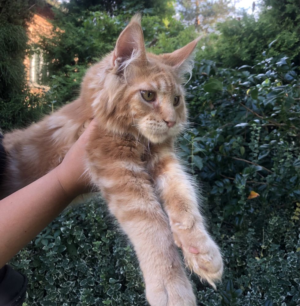 Maine coon reproduktor krycie rodowód FPL