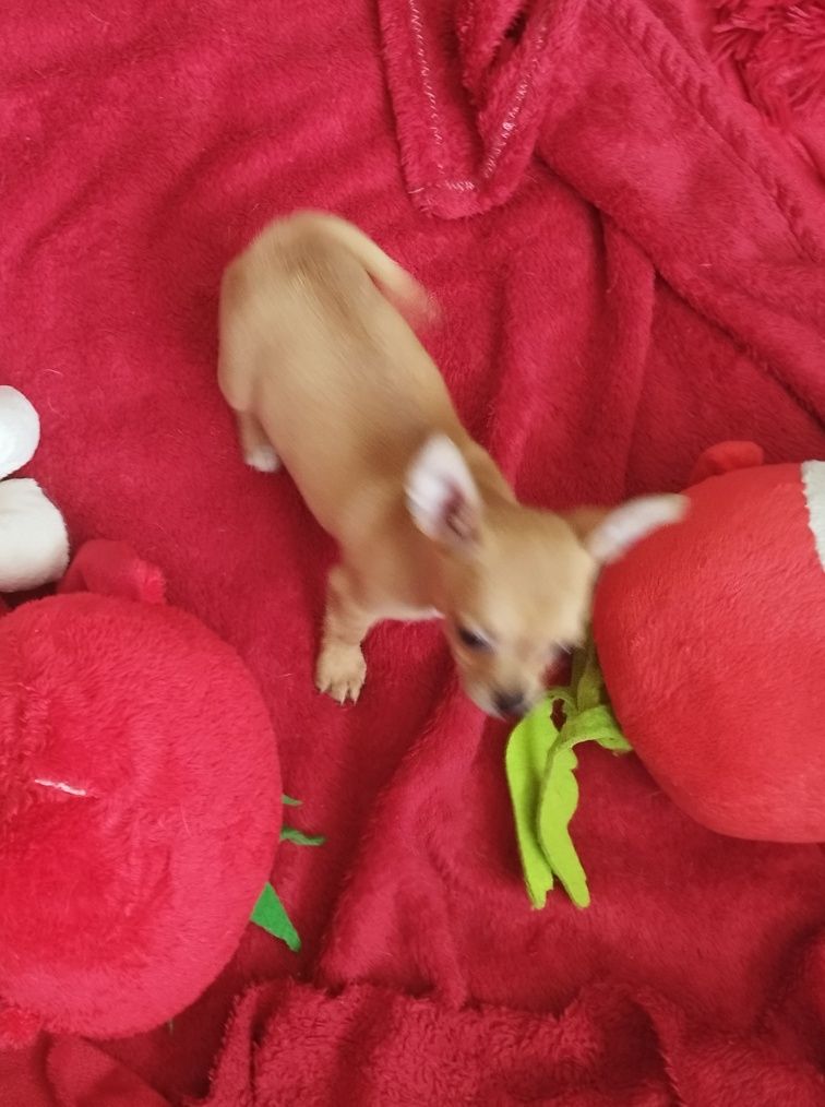 Chihuahua miniaturowa sunia