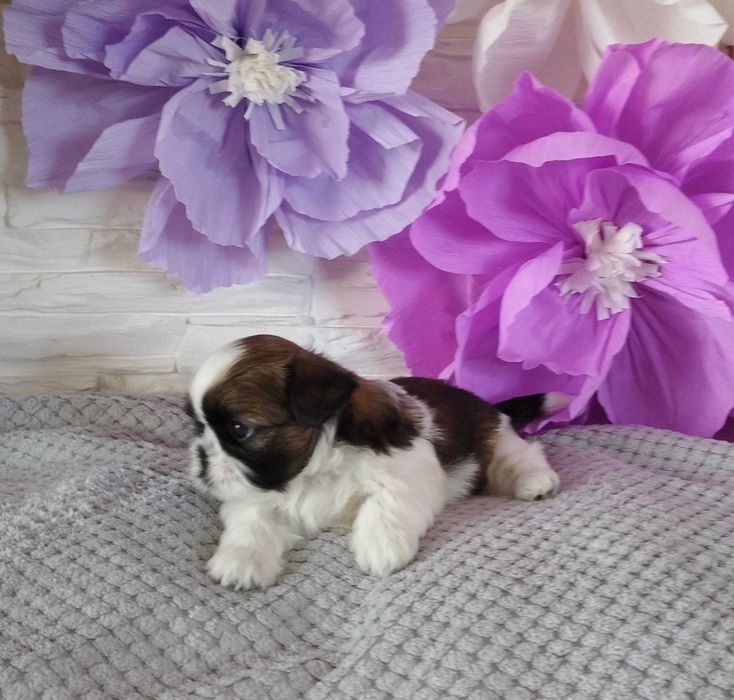 Shih Tzu Lambo pies piękny kolor rodowód