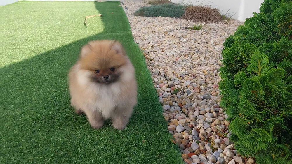 Lulu da Pomerânia com LOP (Pedigree) e Afixo