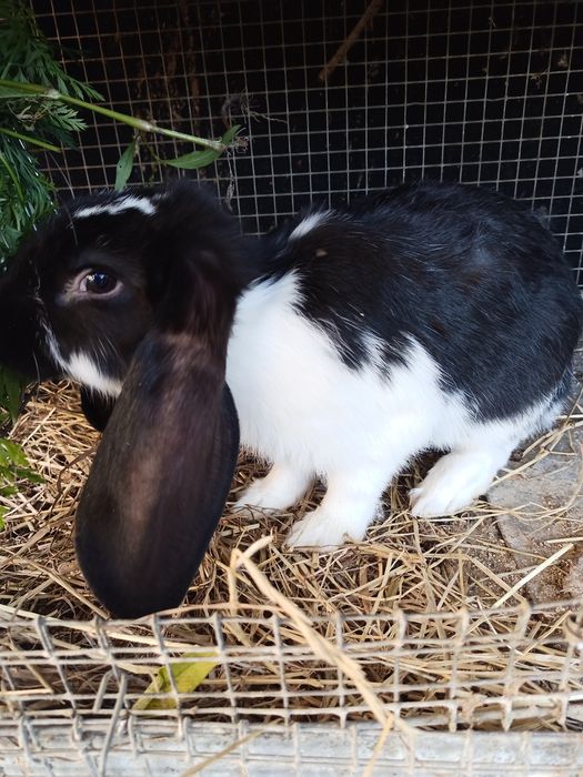 Baran francuski samiec