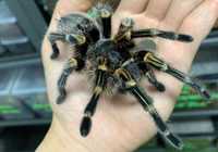 Паук птициед Grammostola aureostriata (Граммостола ауреостриата) взрос