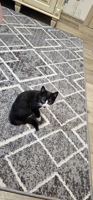 Віддам  милих кошенят