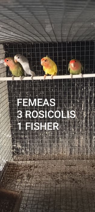 Agapórnis  Sexados 2025