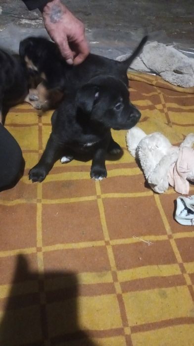 Продам щенков амстафов їдять все