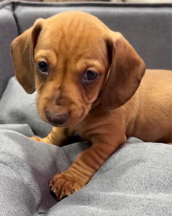 Teckel Femea miniatura castanha