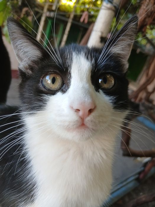 Отдам котята !!!
