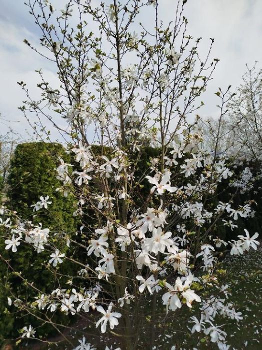 Magnolia 3,5 metra