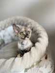 Harmony Calvados*PL  Kochana dziewczynka Devon Rex - zapytaj o filmiki