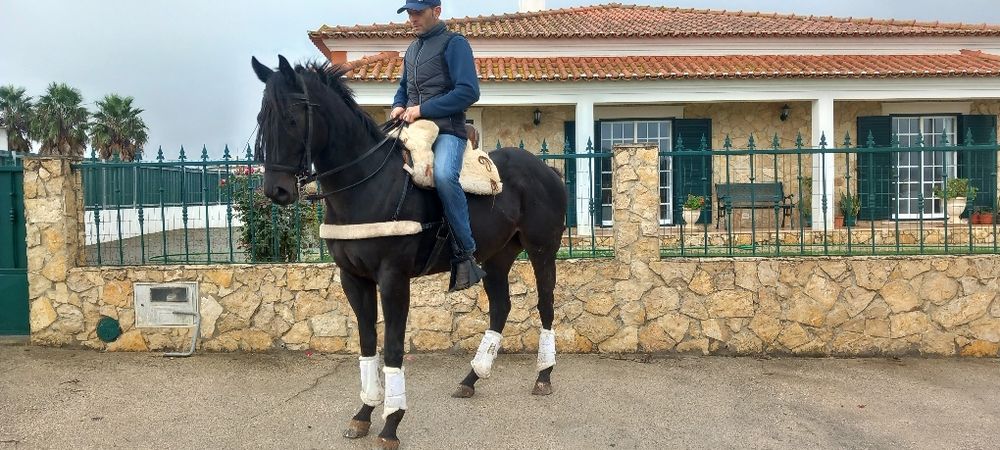 Cavalo castrado montado muito mansinho