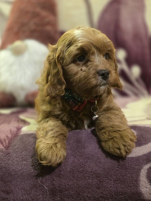 Cavapoo f1 piesek szczenię do odbioru z metryką