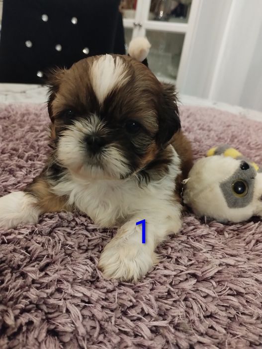 Shih tzu 100% prawdziwe rasowe cudeńka