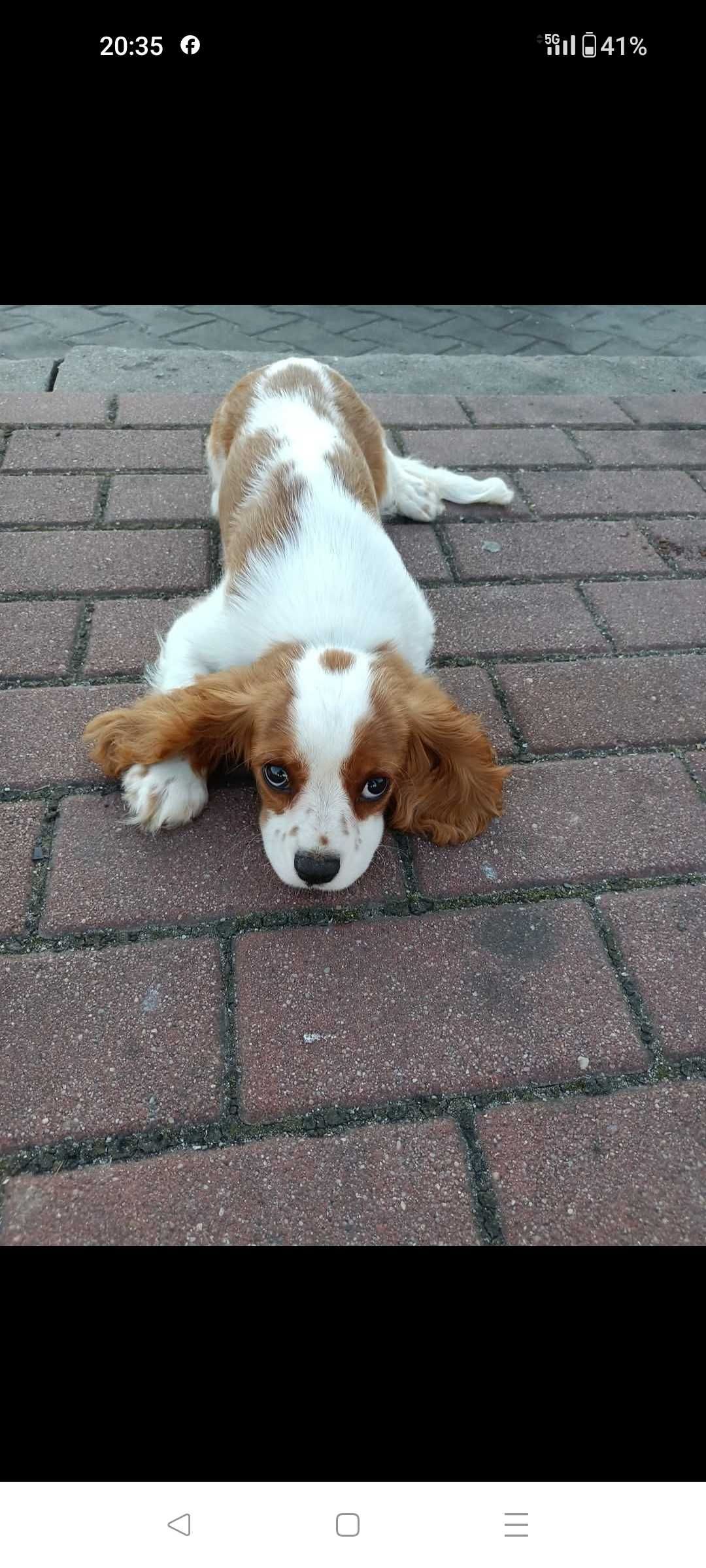 Cavalier King Charles spaniel