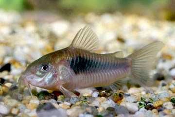 Rybki do akwarium - Kiryski spiżowe Kirys spiżowy Corydoras aeneus