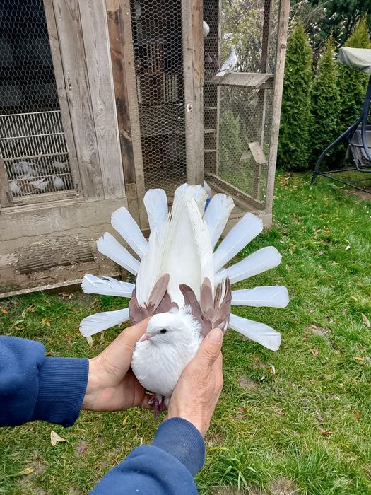 Orliki boki żółte i czerwone