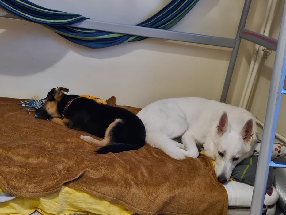 Szczeniak: Śliczny terierkowy Witko szuka domu na zawsze!